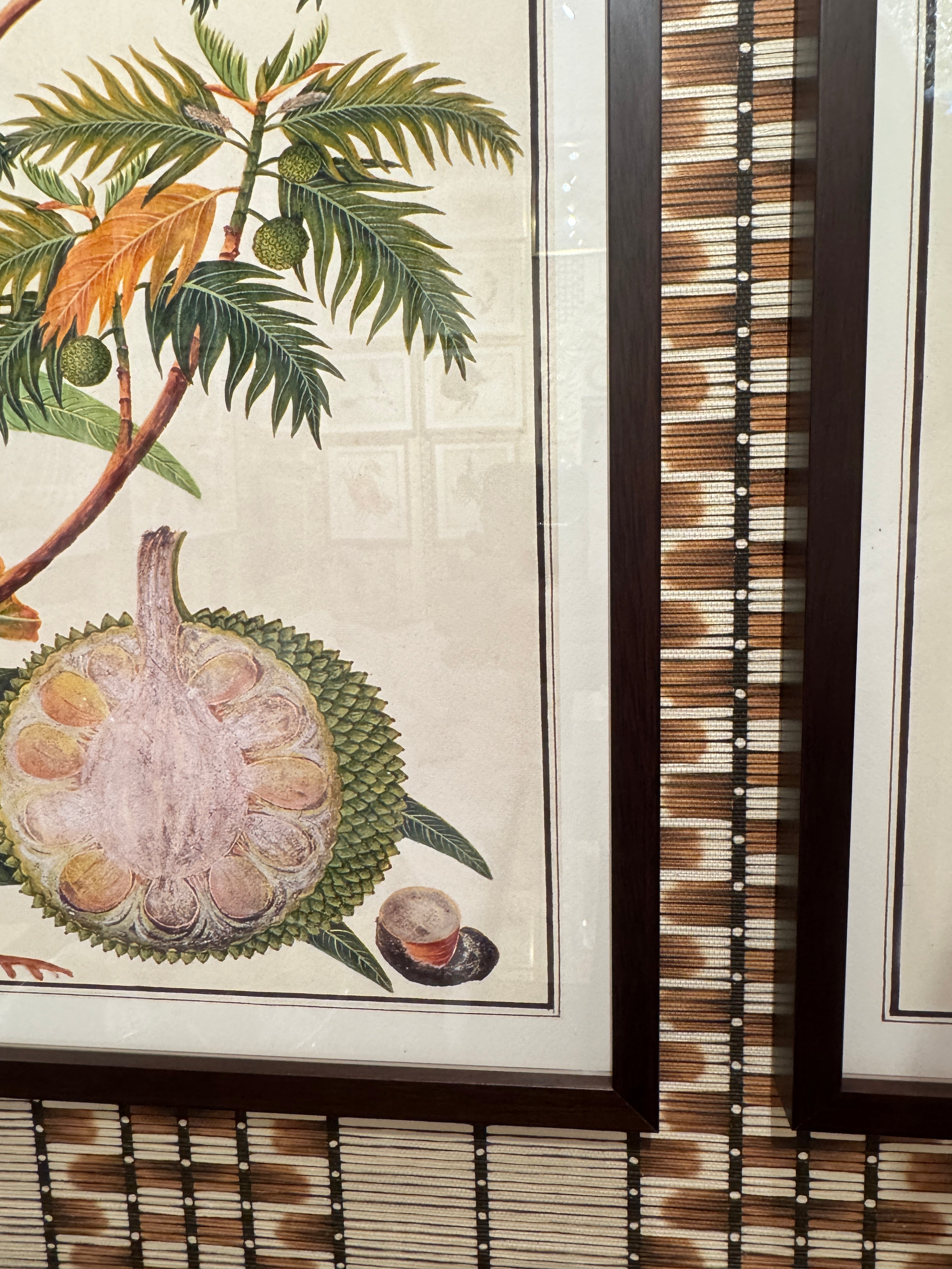 Anglo Indian Tree Vol. 1