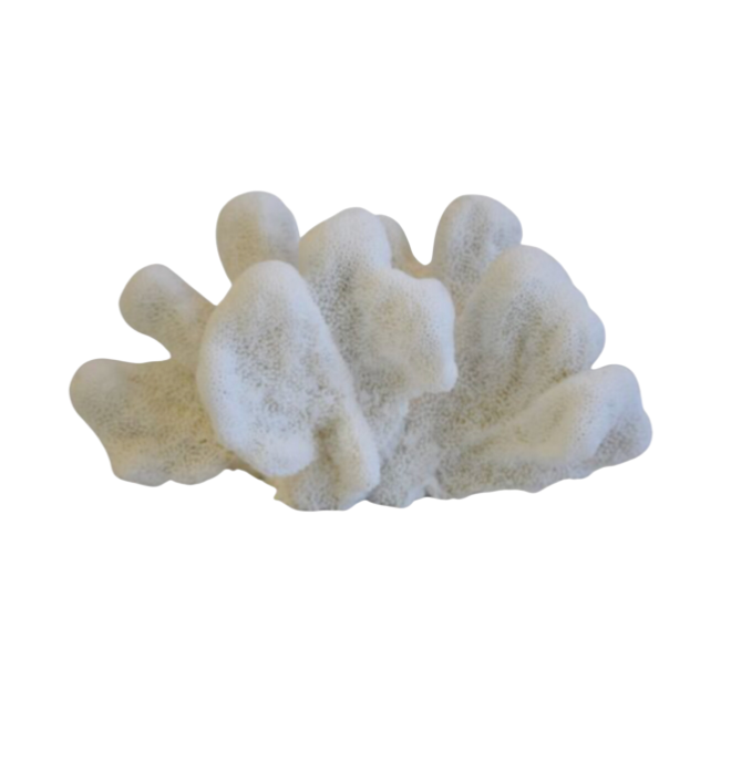 Large White Natural Ocean Coral Specimen – Danielle Rollins Brands LLC