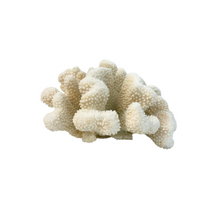 Medium White Coral