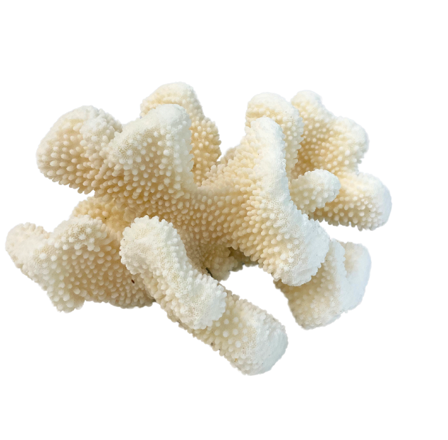 Medium White Coral
