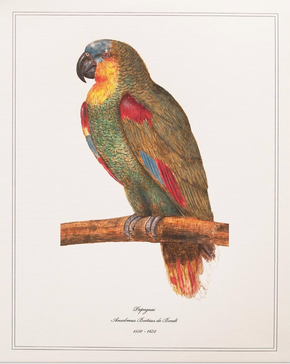 Papegaai by Anselmus Boëtius de Boodt