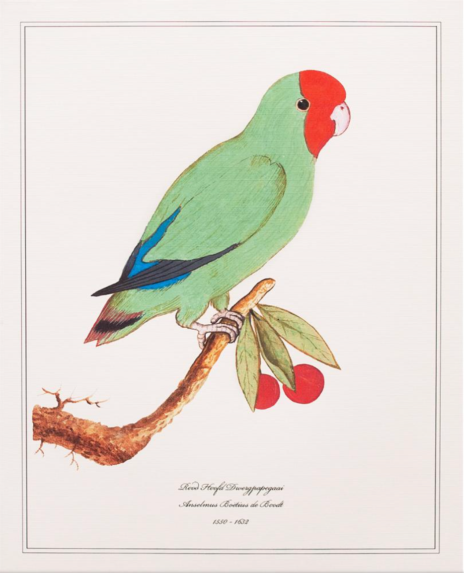 Rood Hoofd Dwergpapegaai by Anselmus Boëtius de Boodt