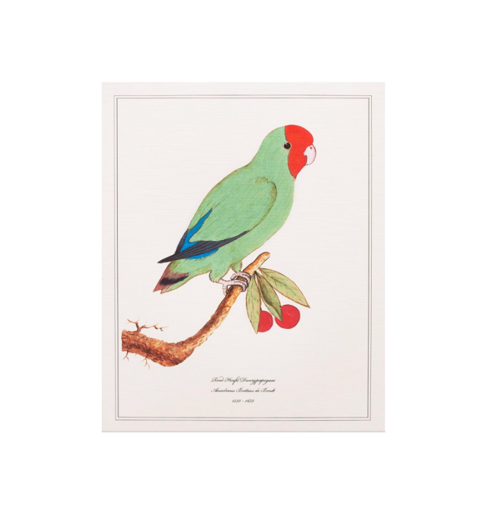 Rood Hoofd Dwergpapegaai by Anselmus Boëtius de Boodt