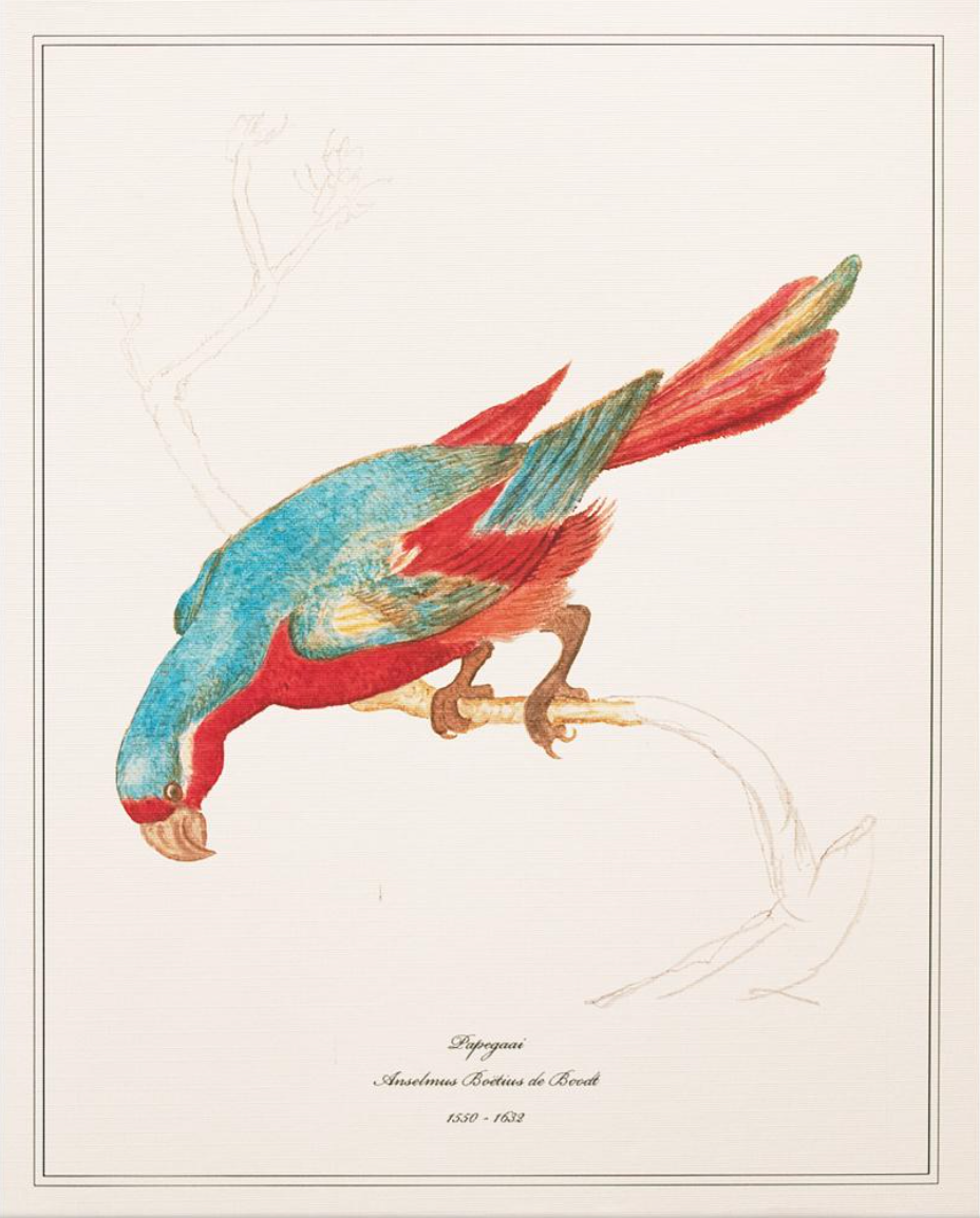 Papegaai by Anselmus Boëtius de Boodt