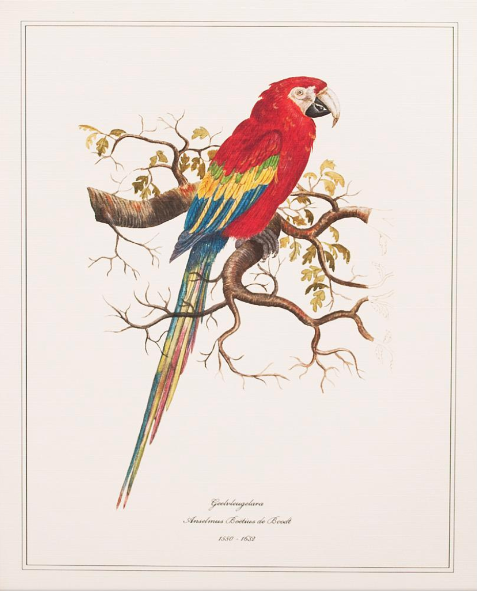 Geelvleugelara by Anselmus Boëtius de Boodt