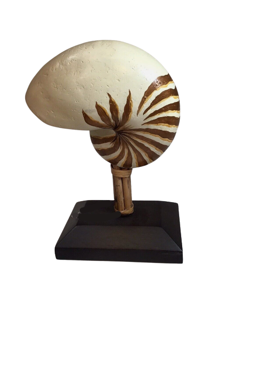 Nautilus Shell on Bamboo Platform