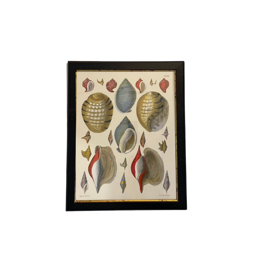Individual Colorful Shell Print