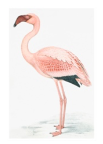Remastered 18th Century Flamingo Print In Frame