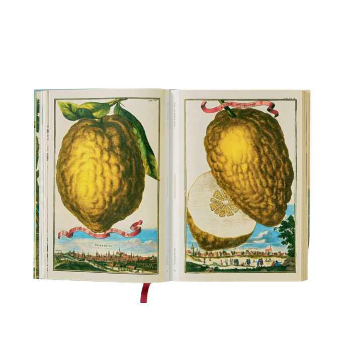 J. C. Volkamer. The Book of Citrus Fruits