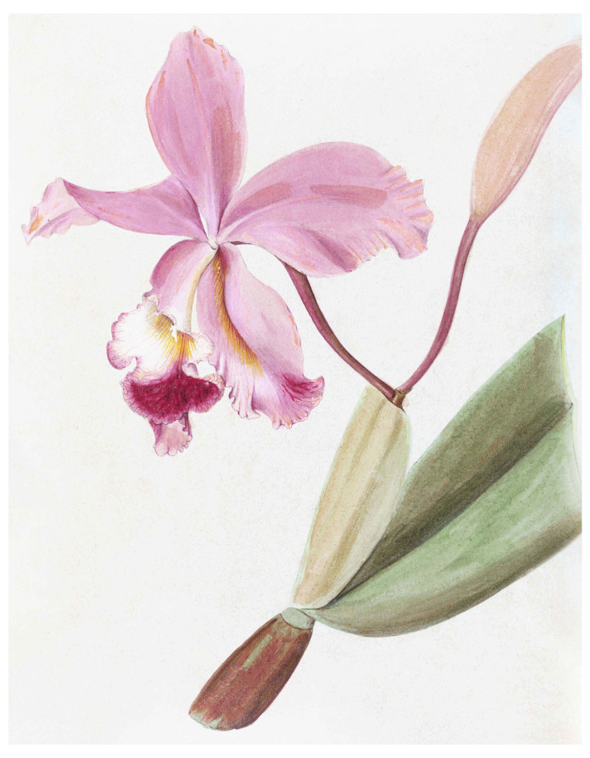 Brazilian Orchids Vol. 1