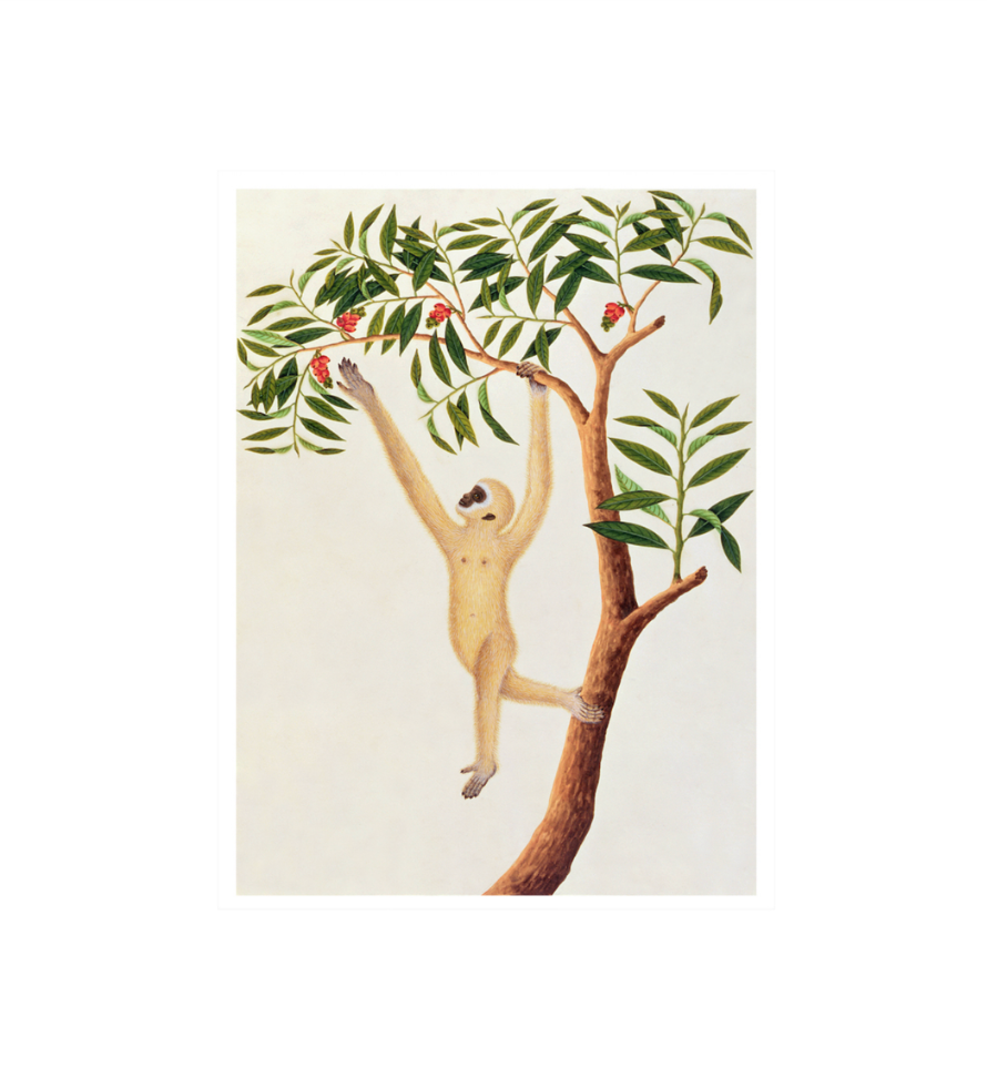 Anglo Indian Monkey in Wide Tusk Bamboo Frame
