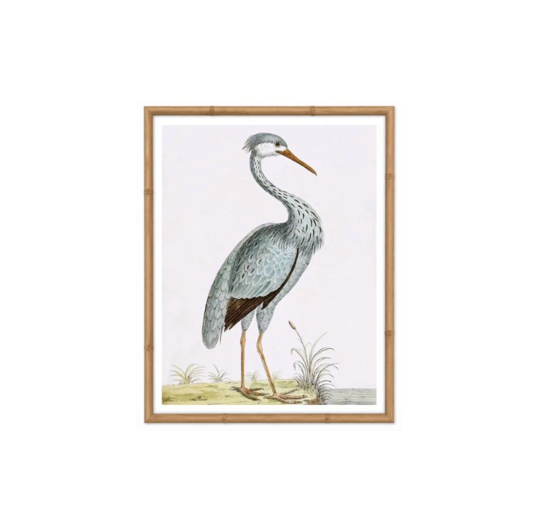 English Aquatic Bird II