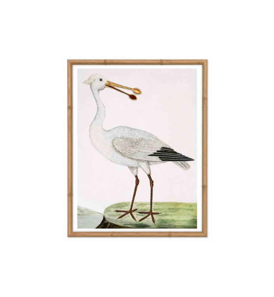 English Aquatic Bird III