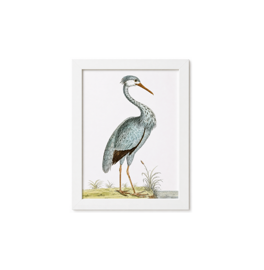 English Aquatic Bird IV