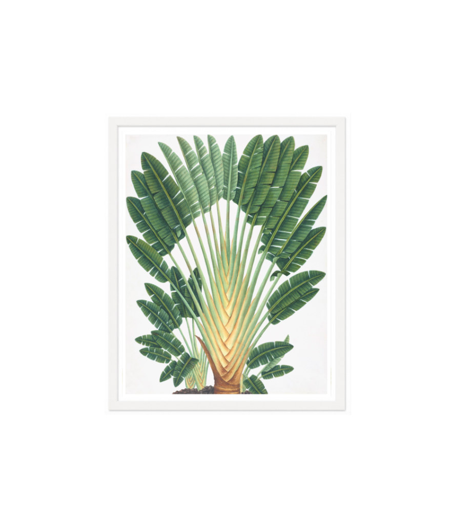 Palms I