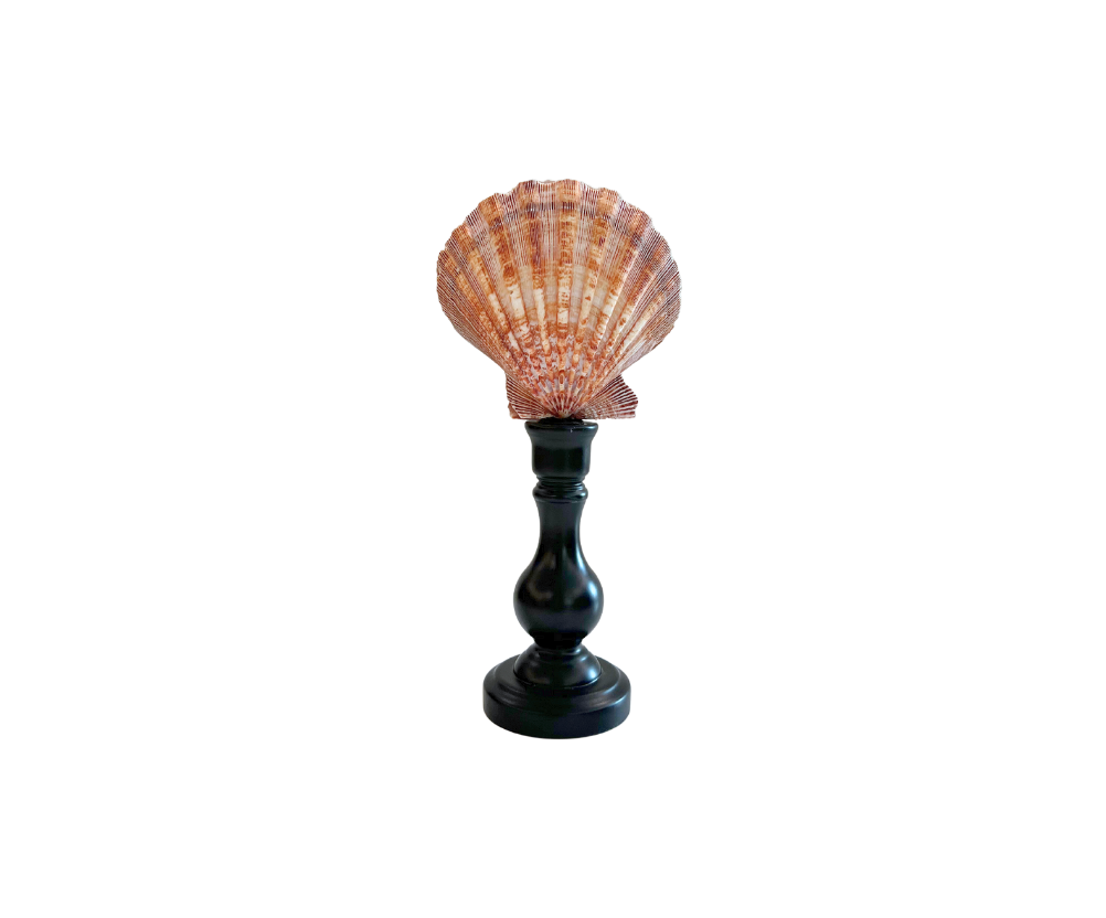 Scalloped Seashells On Stand