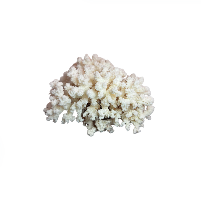 Medium White Coral