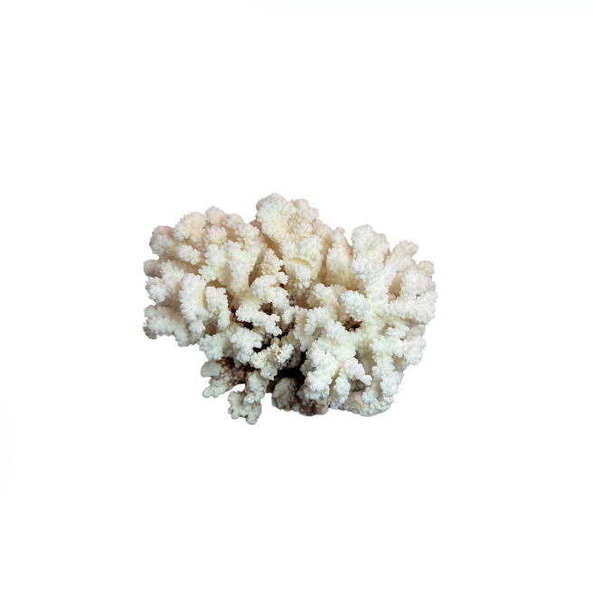 Medium White Coral