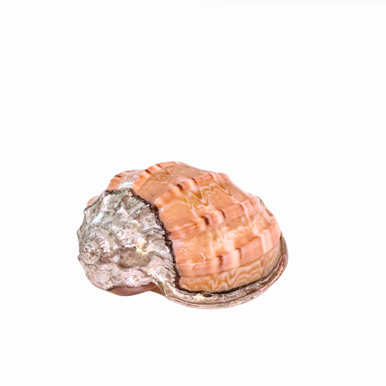 Silver Plated Seashells