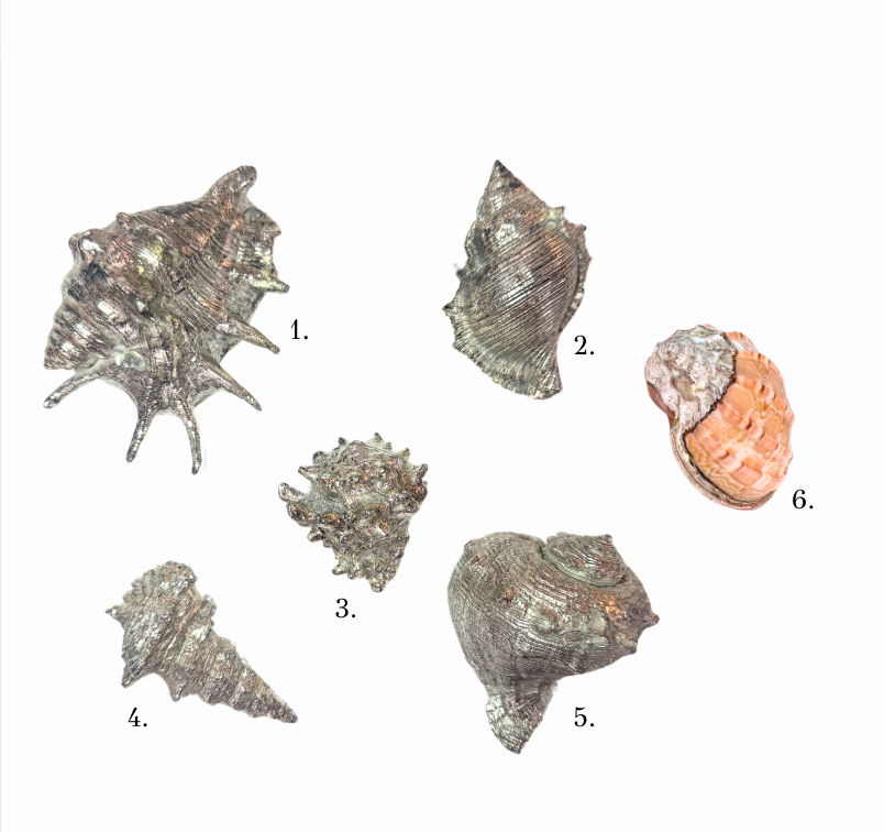 Silver Plated Seashells