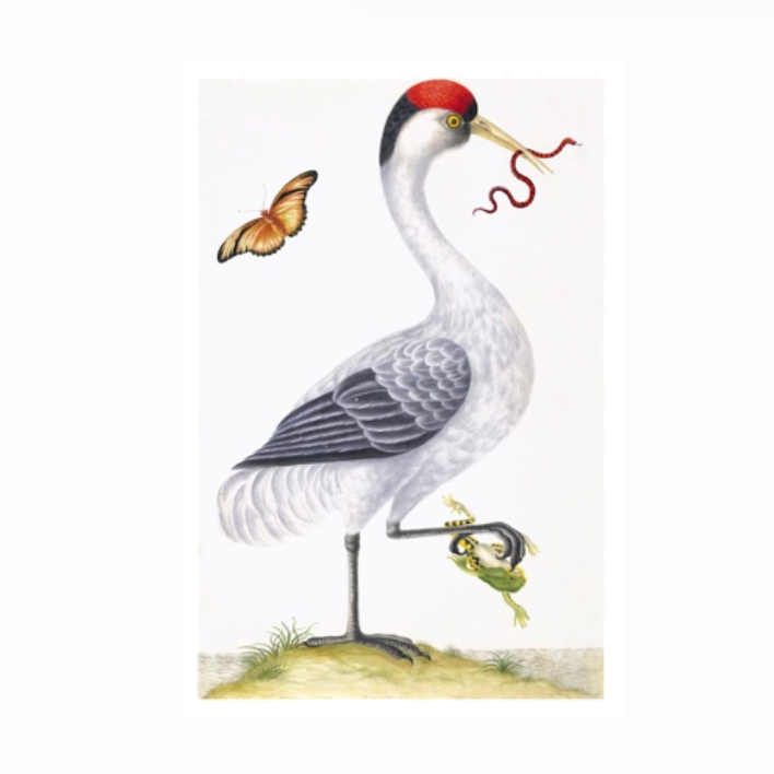 Remastered 18th Century Dutch Bird In Frame