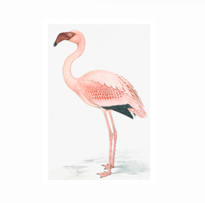 Remastered 18th Century Flamingo Print In Frame
