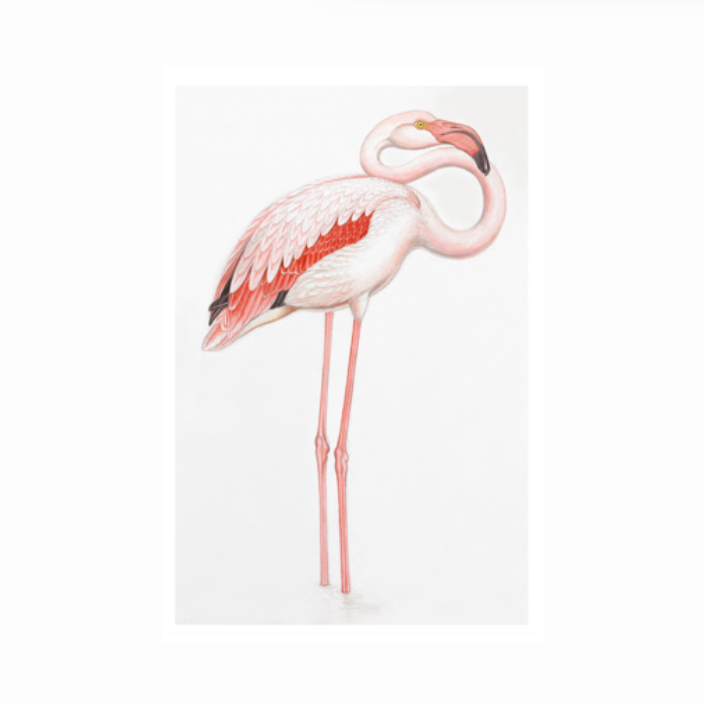 Remastered 18th Century Light Flamingo Print