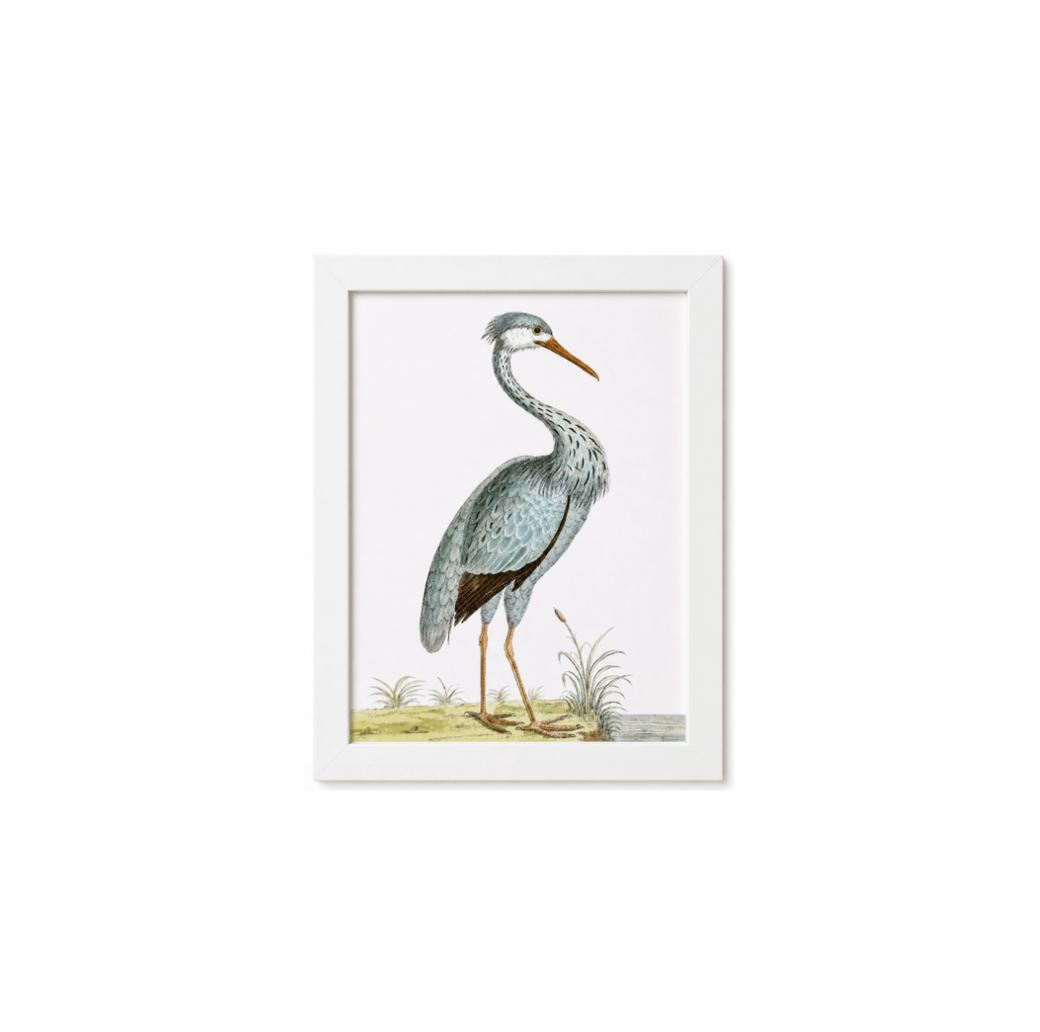 English Aquatic Bird VI