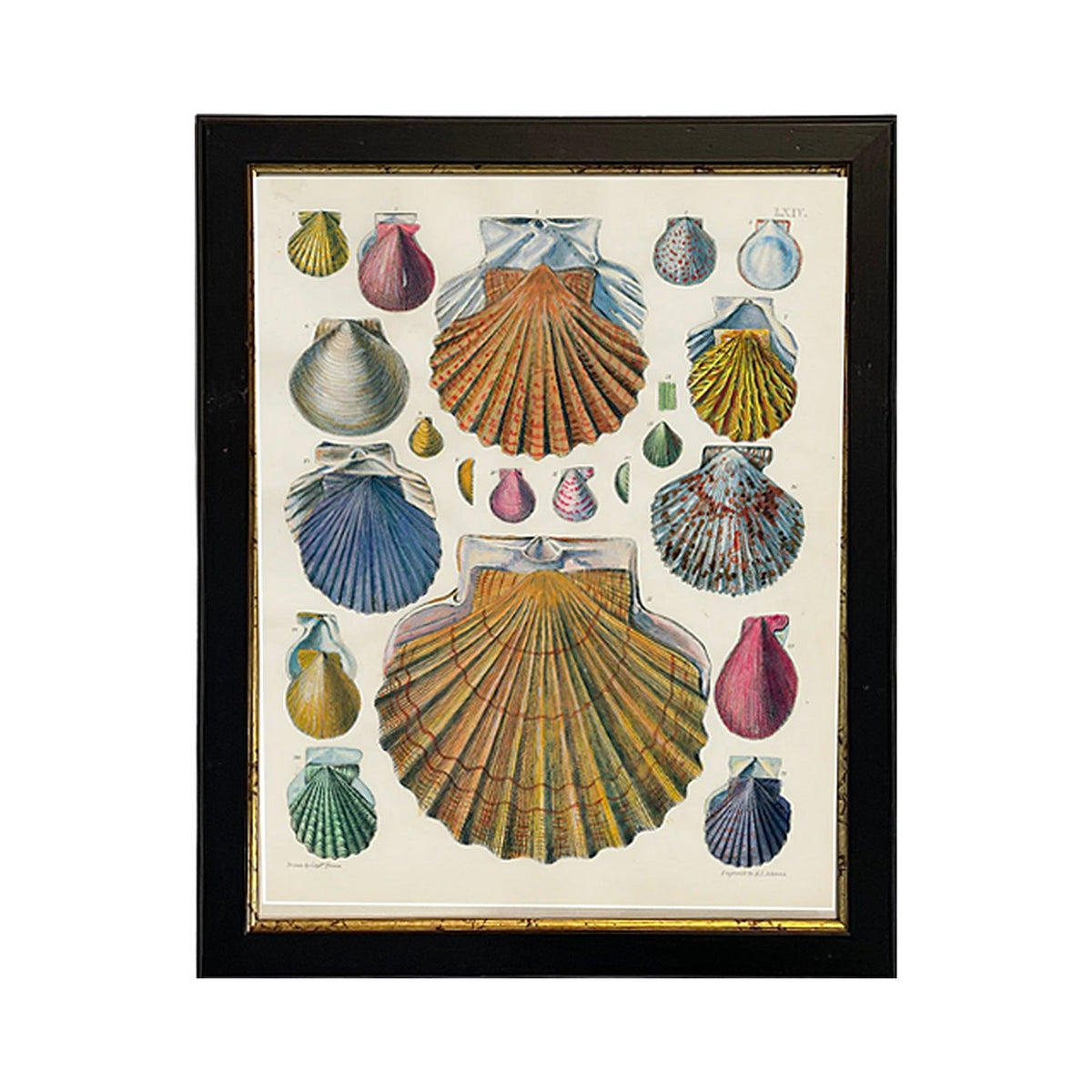 Colorful Shell Print, Calico Scallop, framed art