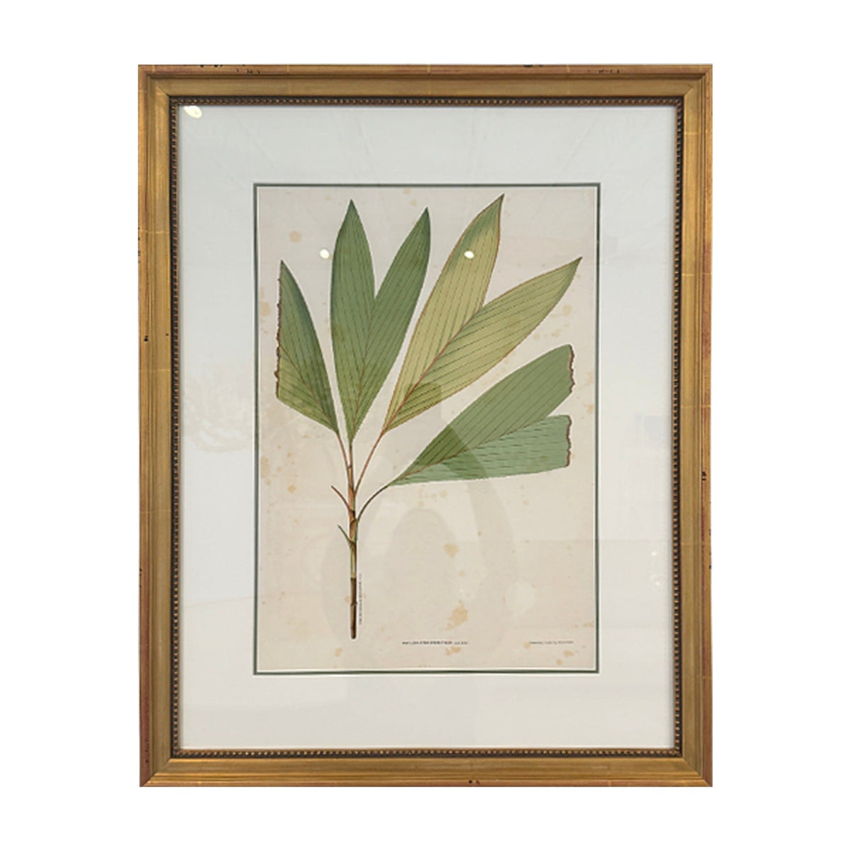 Botanical Palm Leaf Print No. 1, framed art