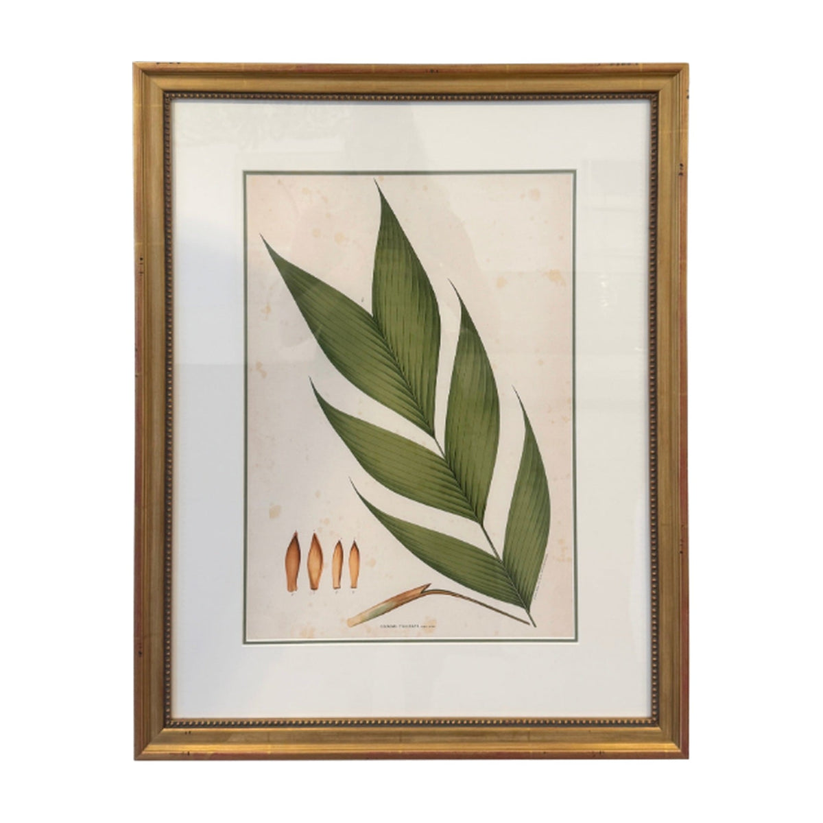 Botanical Palm Leaf Print No. 2, framed art