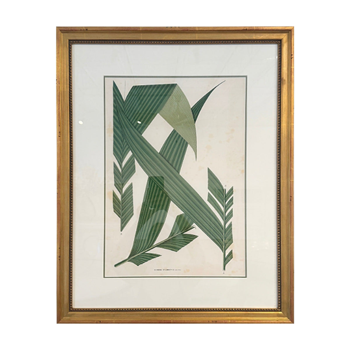 Botanical Palm Leaf Print No. 5, framed art