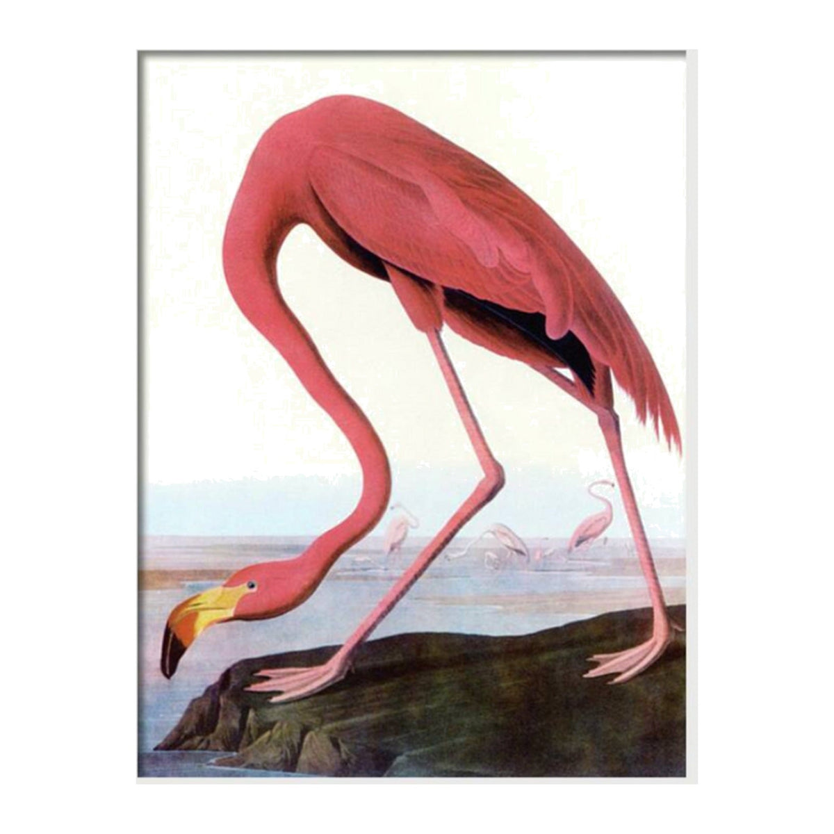 Flamingo Audubon, framed bird art