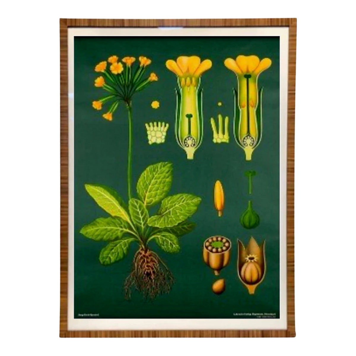 Vintage Botanical Primula Officinalis Lithograph, framed vintage art