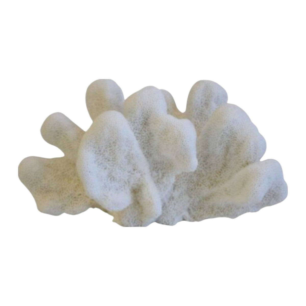 Large White Natural Ocean Coral Specimen on a white background