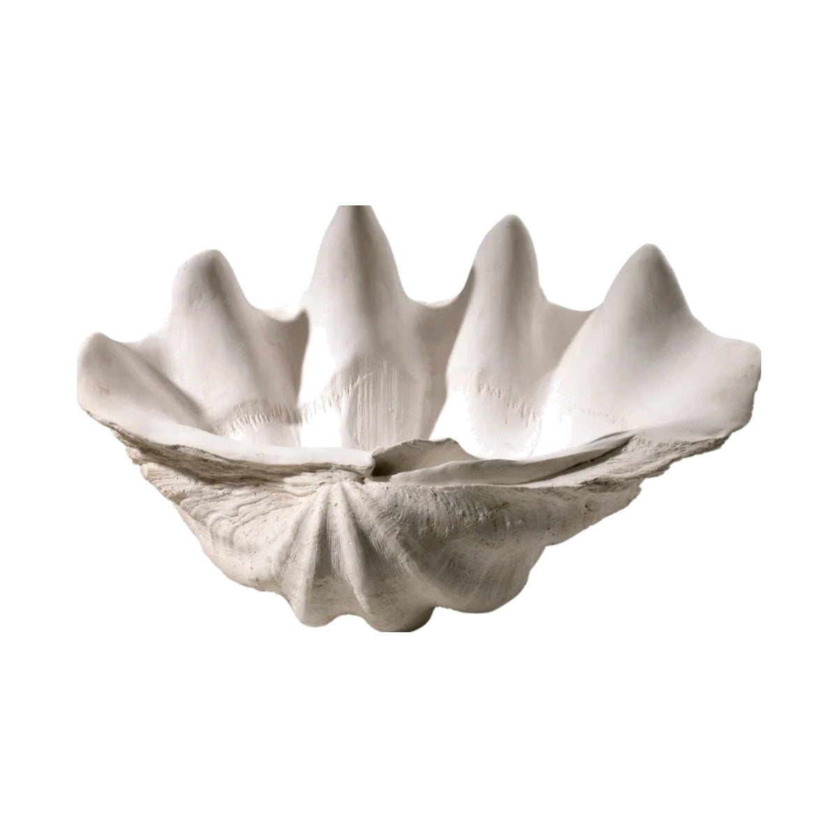 Clam Shell Bowl on a white background