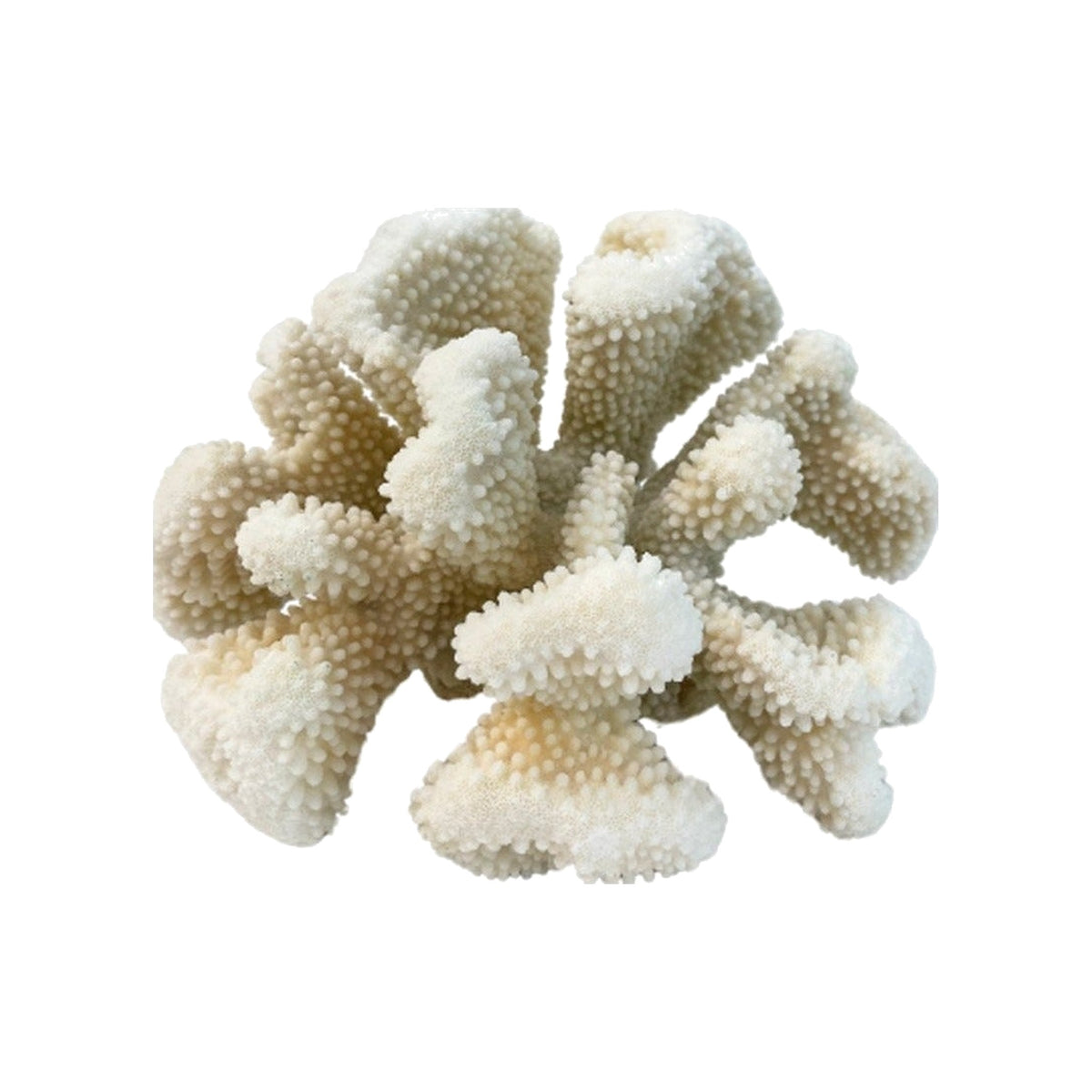 Medium White Coral on a white background