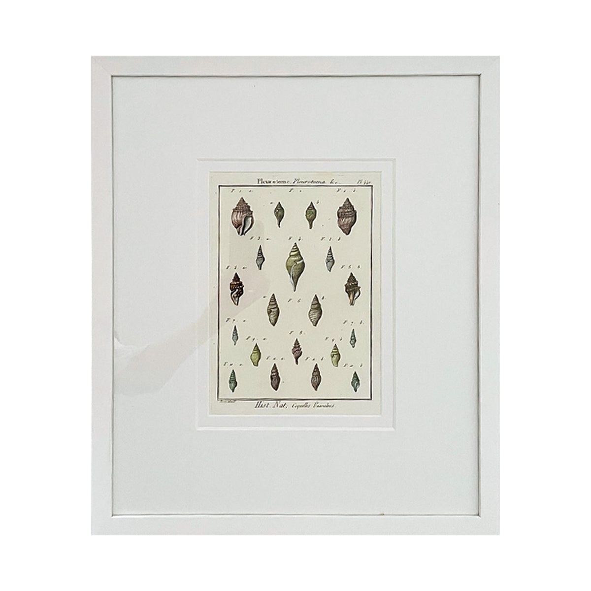 Pleurotome Shell Print, framed art