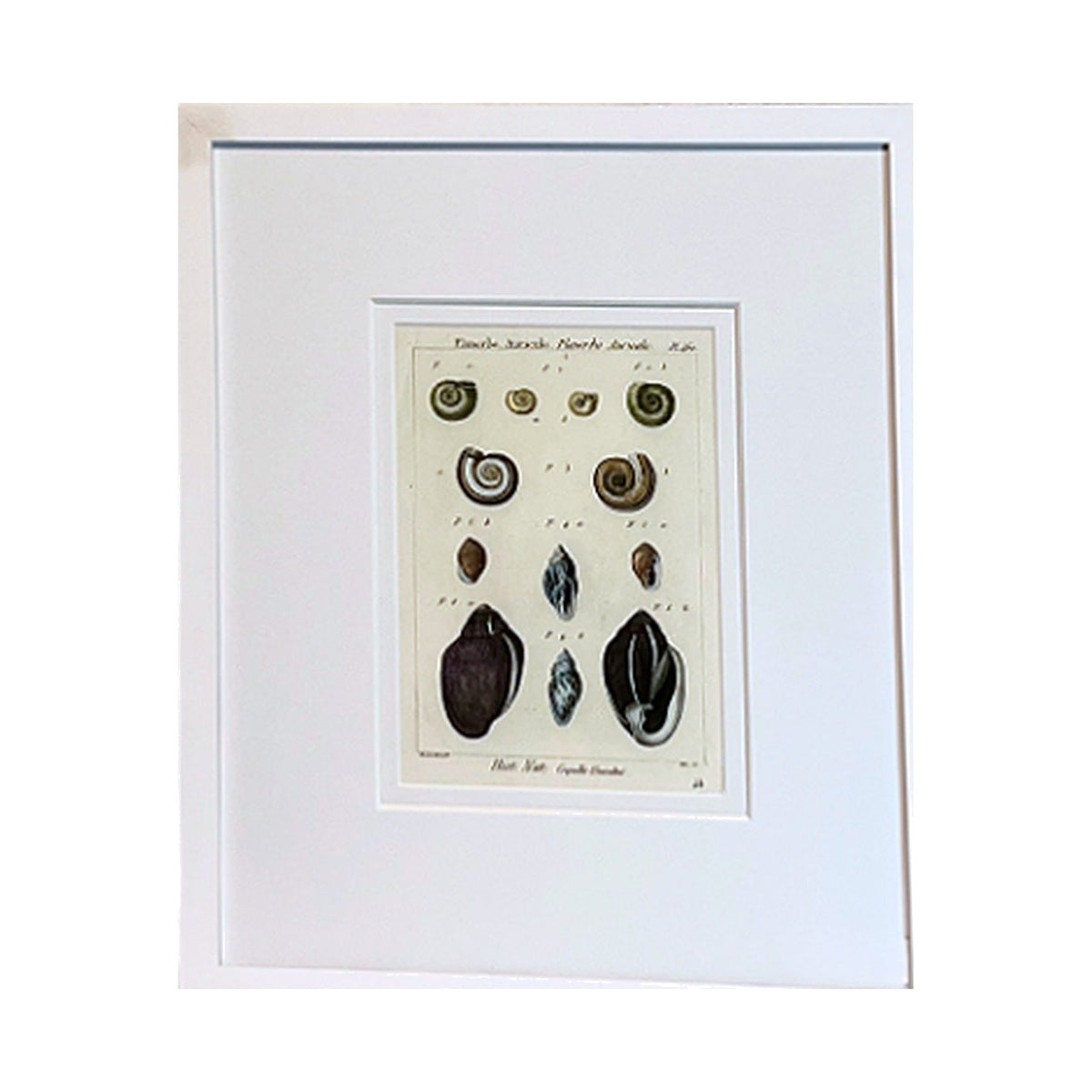 Planorbe Shell Print, framed art