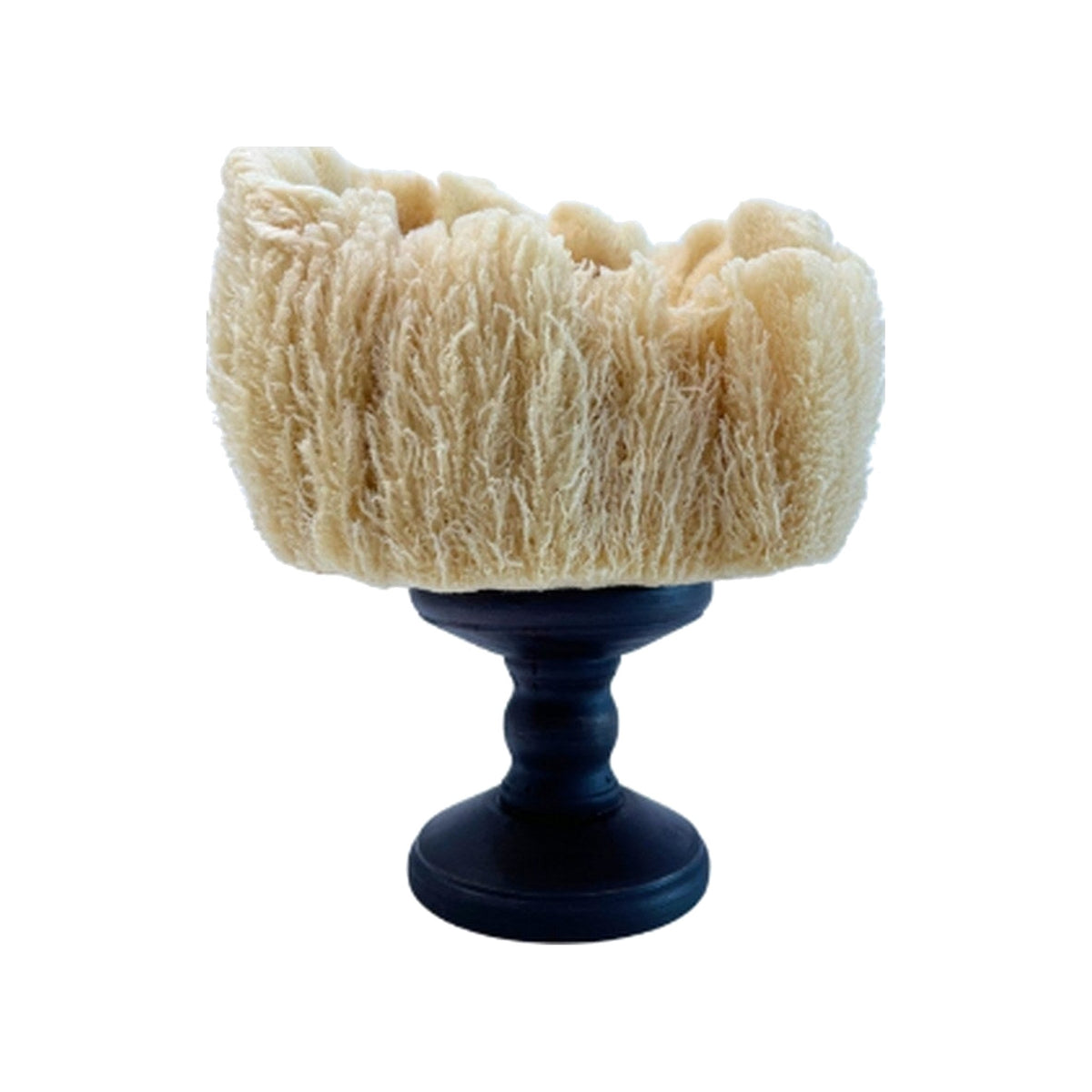 Pedestal Sea Sponge on a white background
