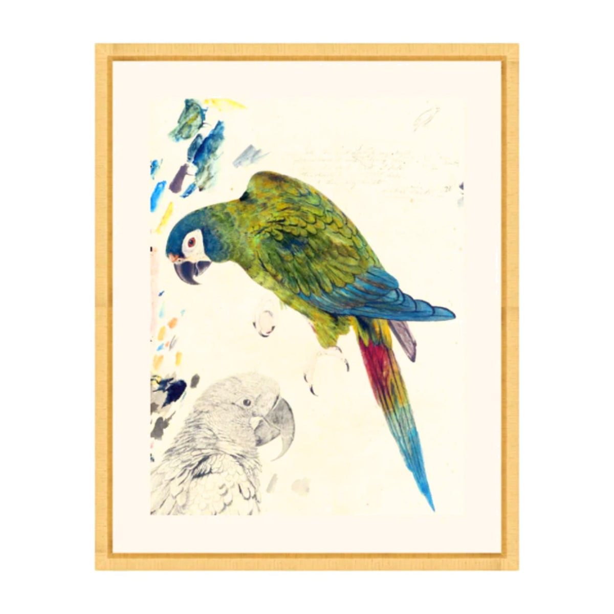 Rollins Parrots I, framed bird art