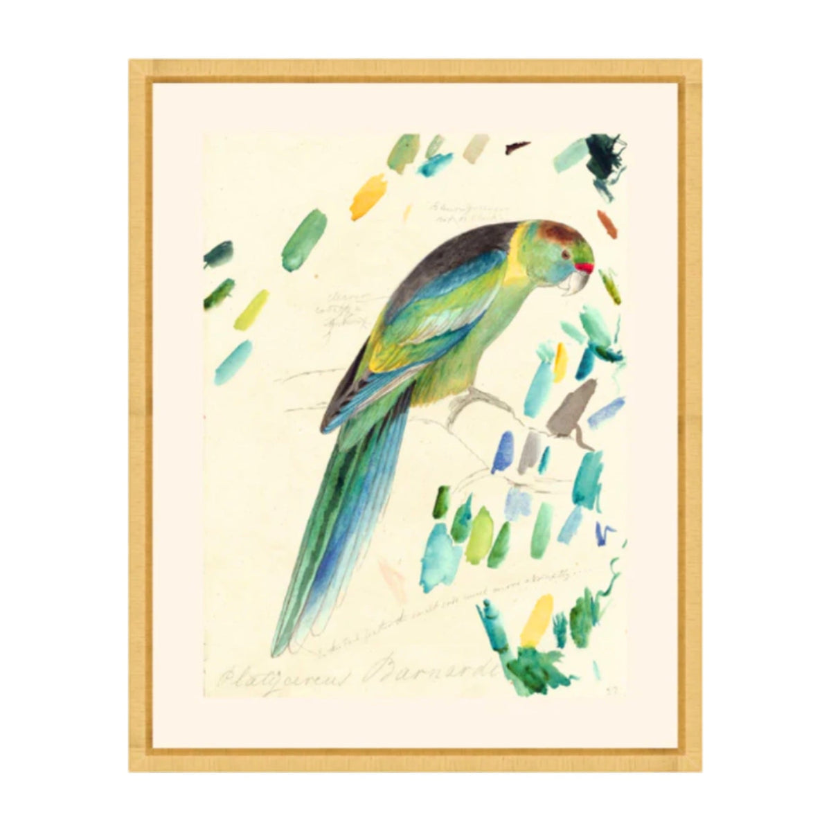 Rollins Parrots IV, framed bird art