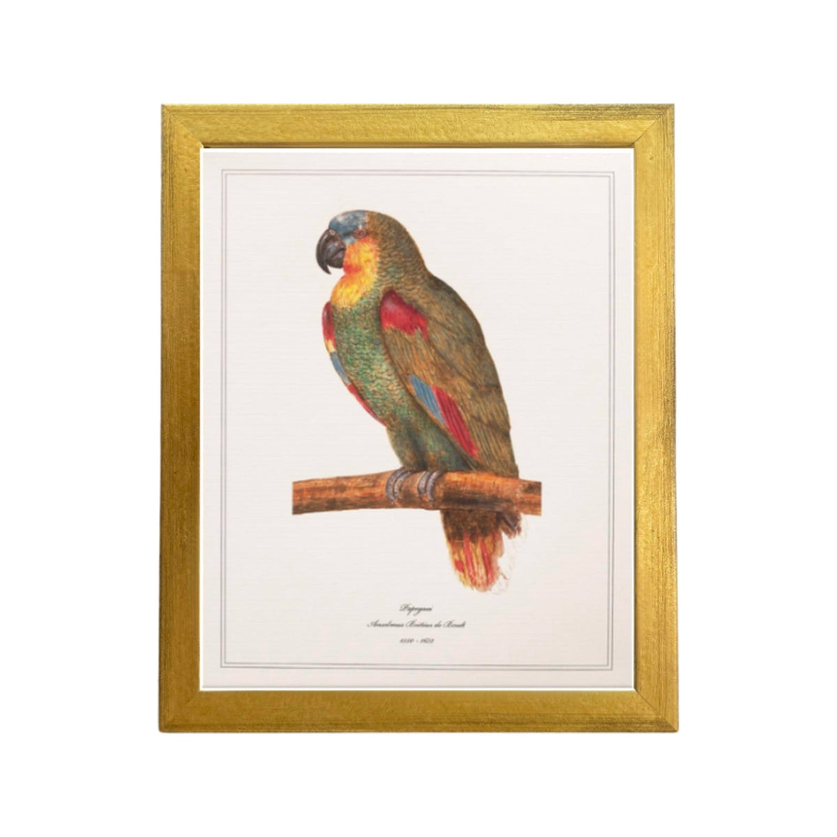Papegaai by Anselmus Boëtius de Boodt, framed vintage art