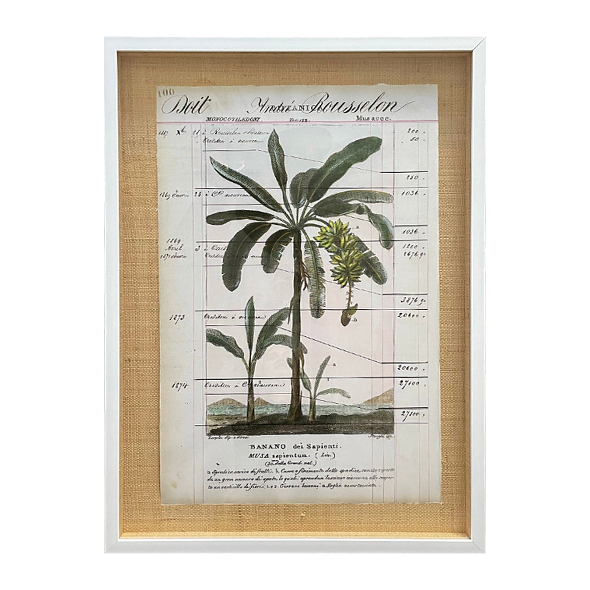 Botancia Monocotiledoni Banano Palm, framed botanical art