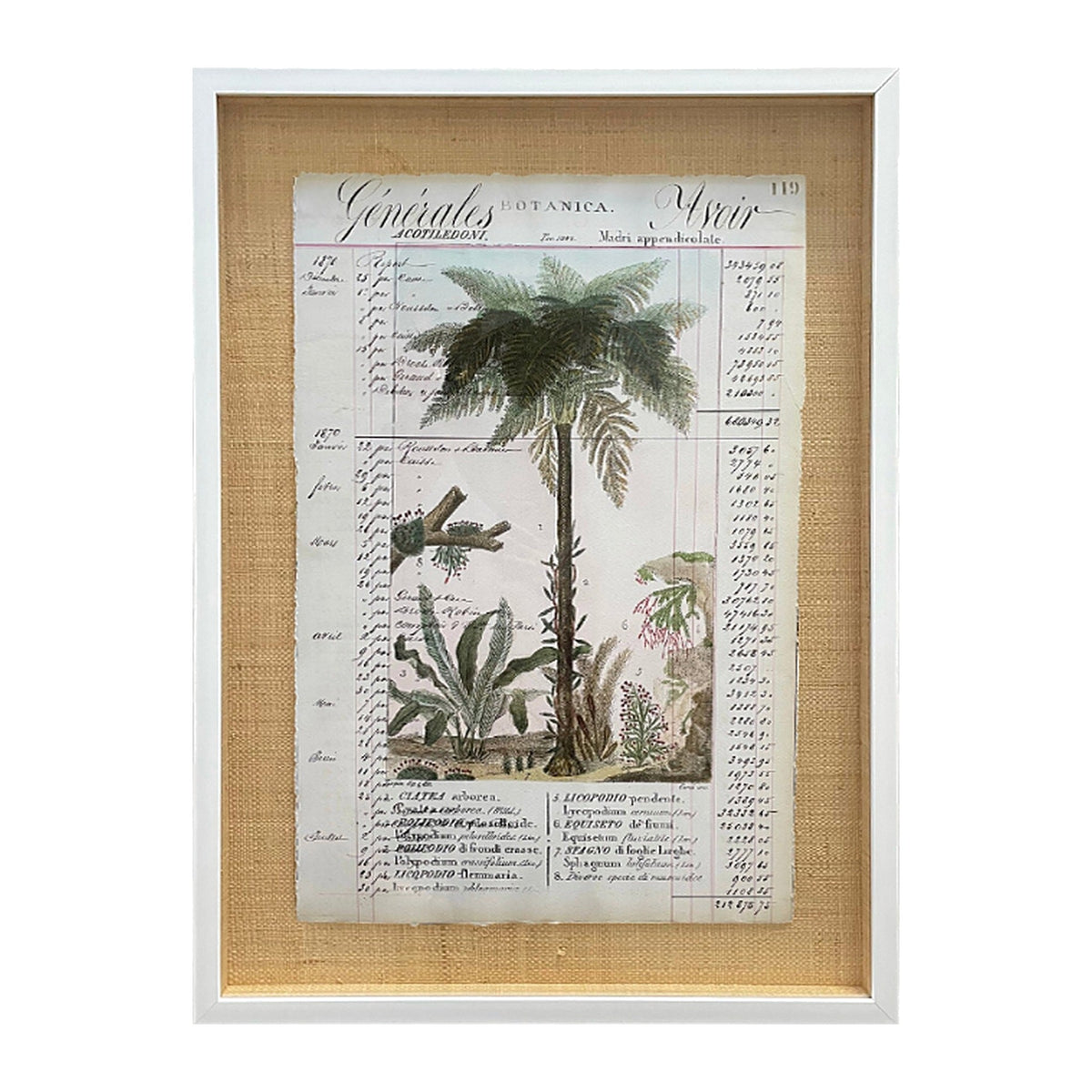 Botancia Acotiledoni Palm Tree, framed botanical art