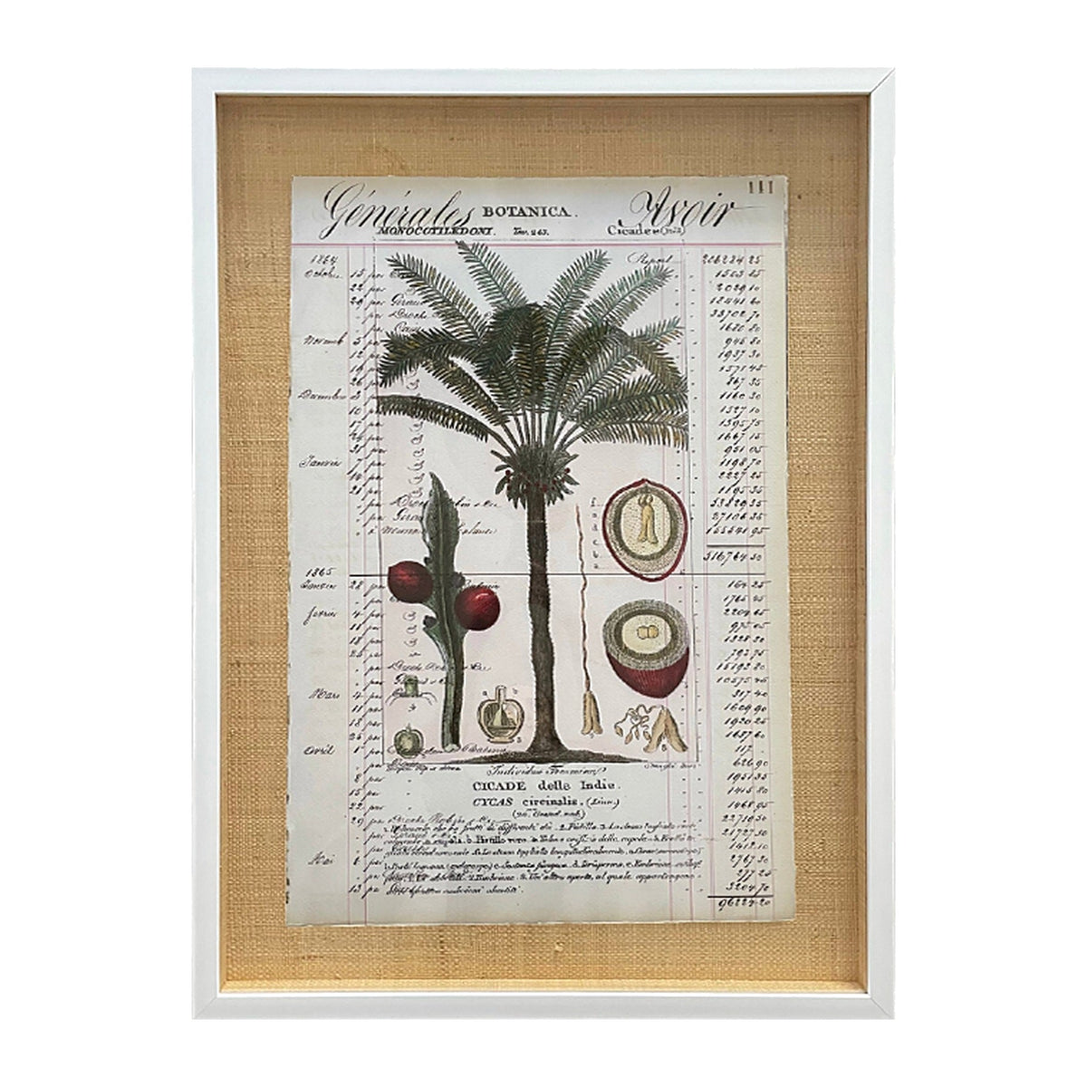 Botancia Cicade Palm Tree, framed botanical art