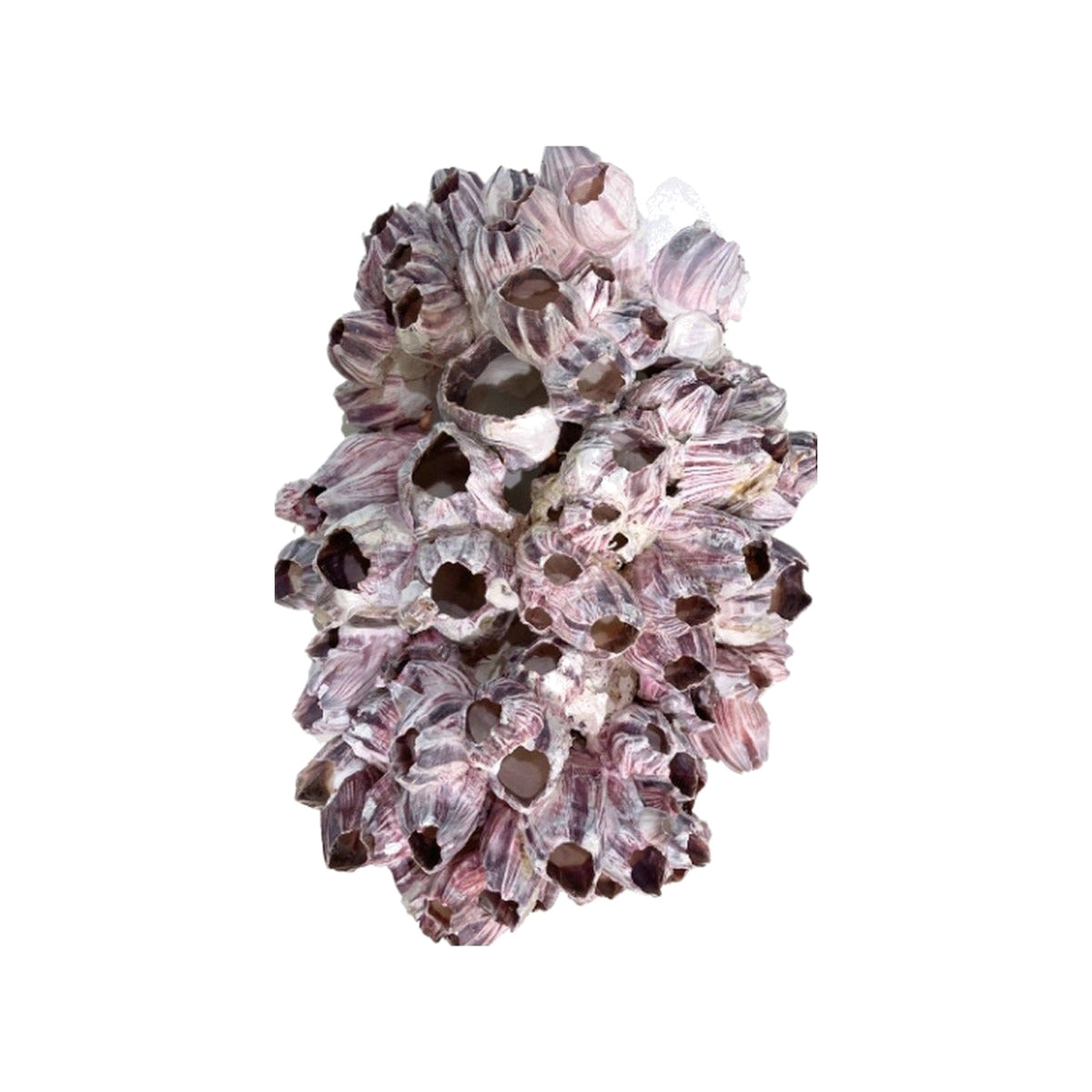 Barnacle Cluster on a white background