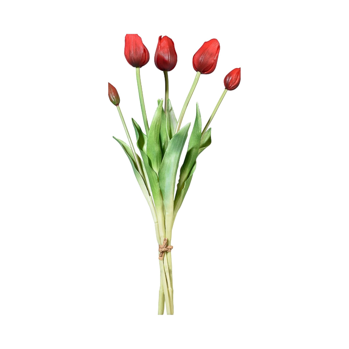 Tulip Bunch, Set of 5 on a white background