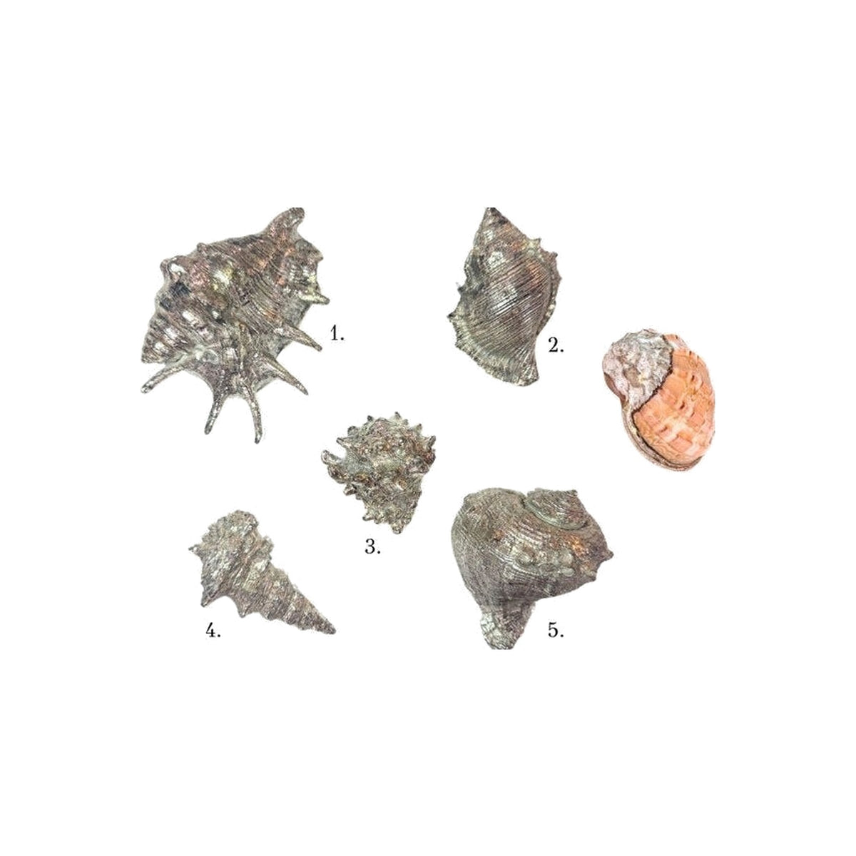Silver Plated Seashells on a white background