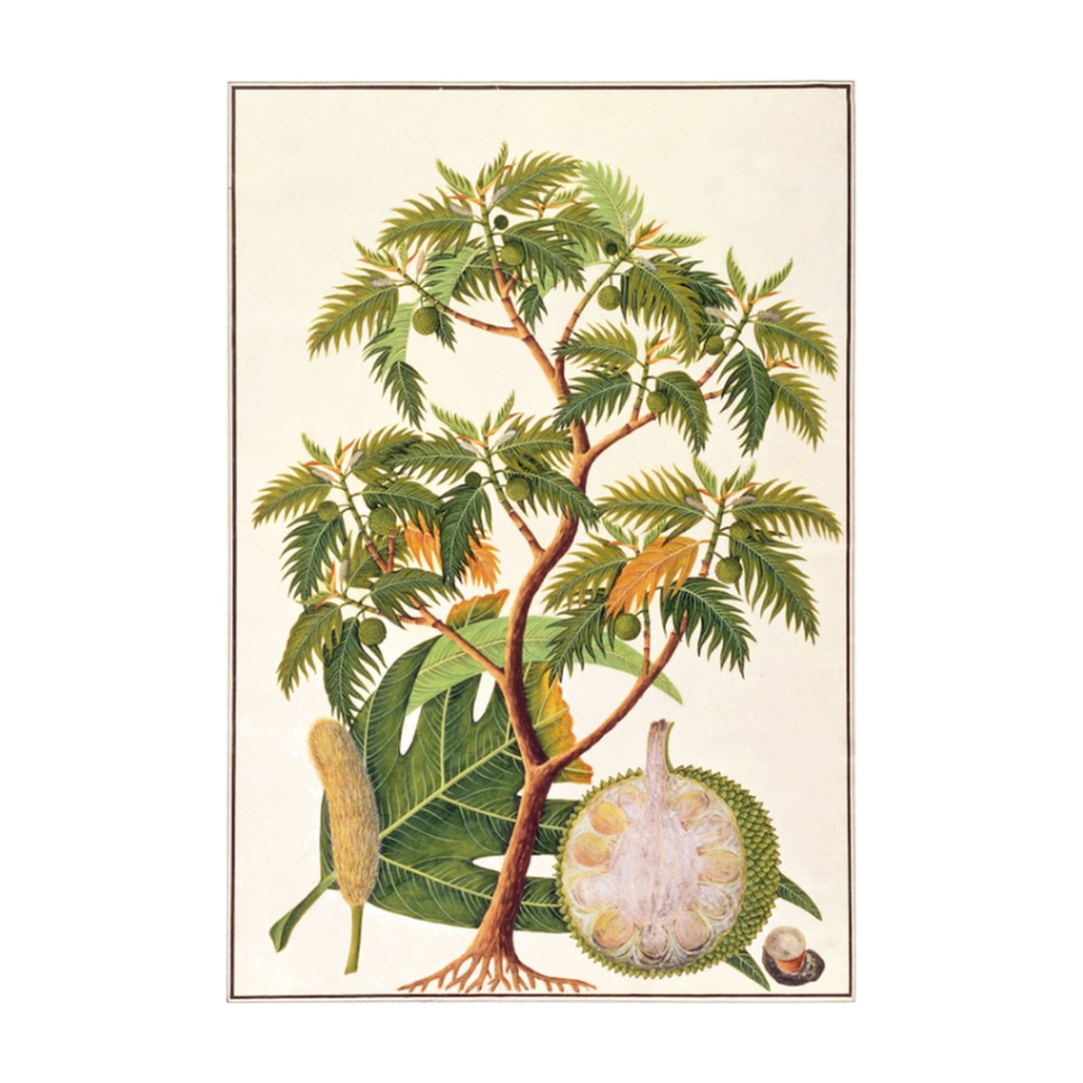 Anglo Indian Tree Vol. 3, framed botanical art